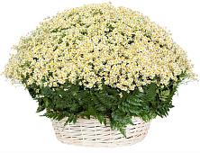 Цветочная композиция из Ромашки в корзине #REPLACE_PRED# Электроизолятор